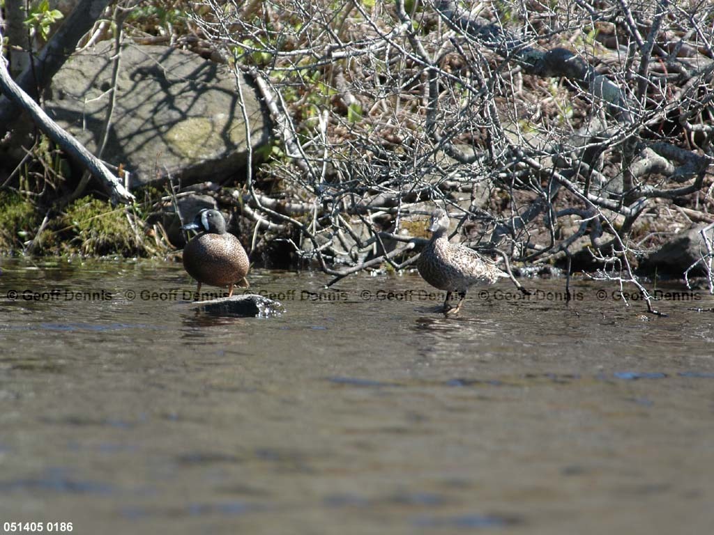 BWTE-AB_Blue-winged-Teal