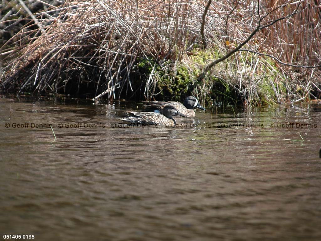BWTE-AC_Blue-winged-Teal