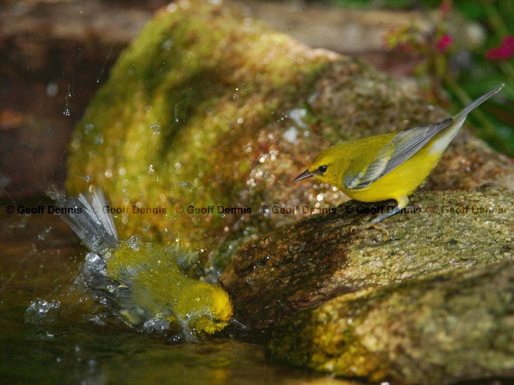 BWWA-AA_Blue-winged-Warbler