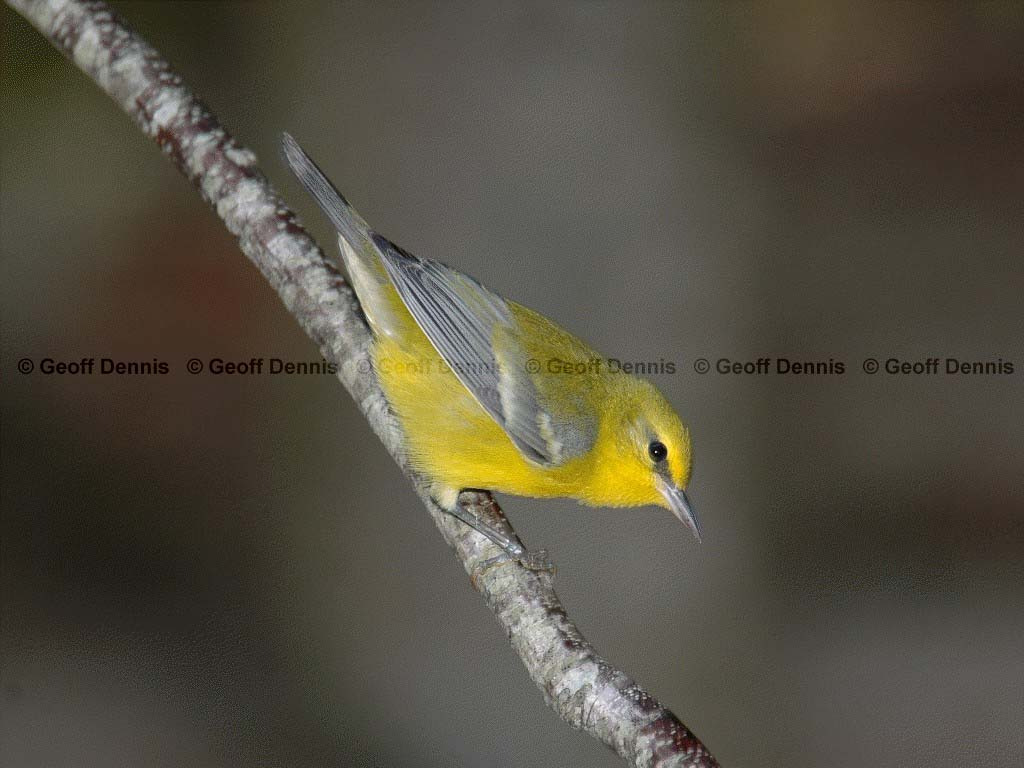 BWWA-AB_Blue-winged-Warbler