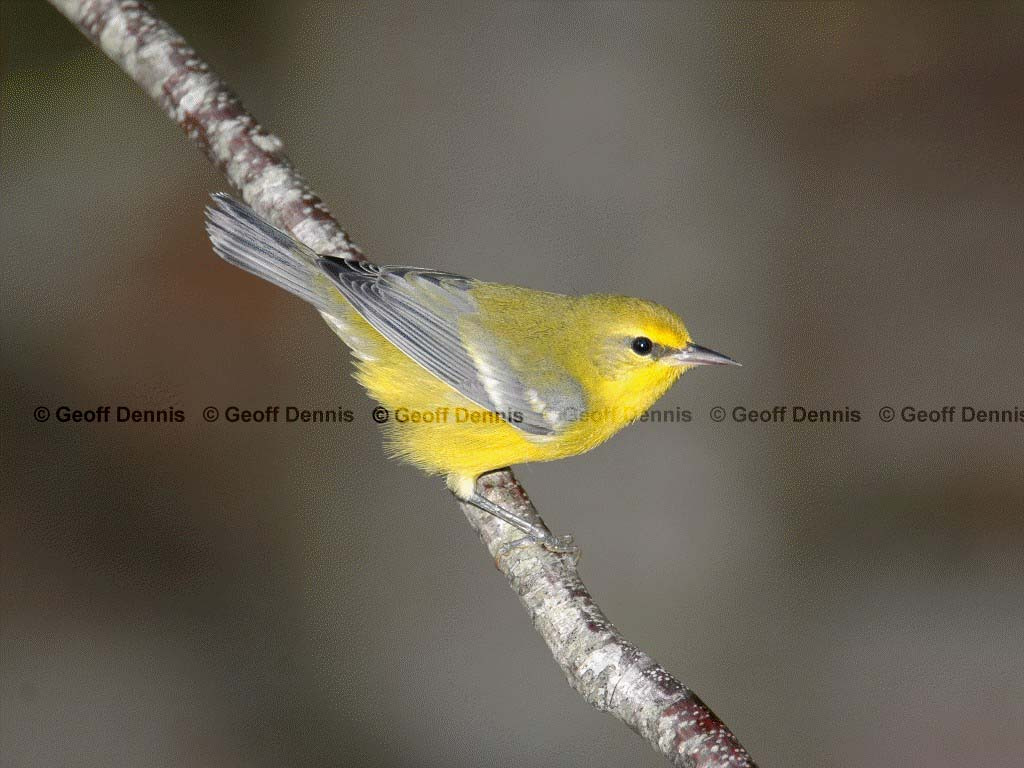 BWWA-AC_Blue-winged-Warbler