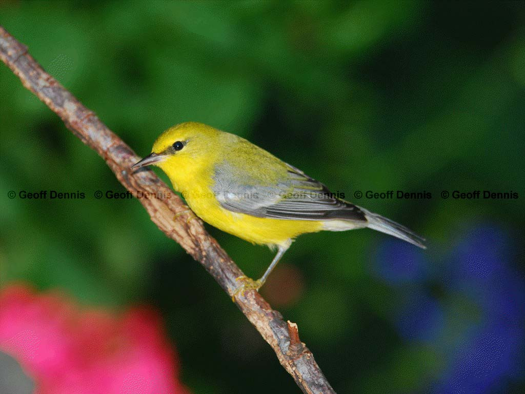 BWWA-AD_Blue-winged-Warbler