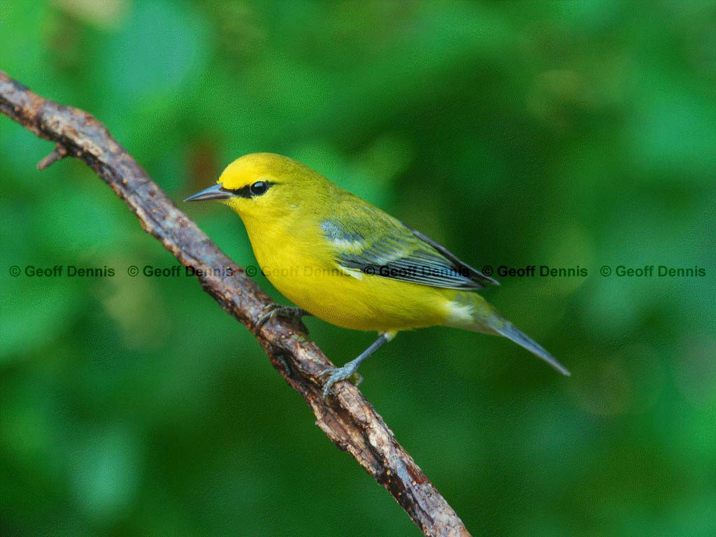 BWWA-AE_Blue-winged-Warbler