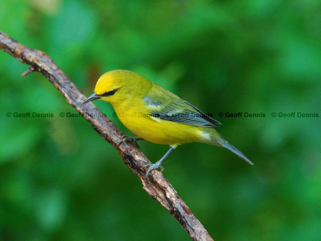 BWWA-AF_Blue-winged-Warbler