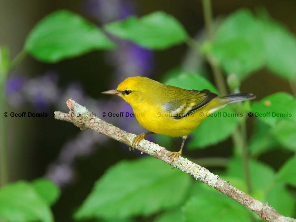 BWWA-AG_Blue-winged-Warbler