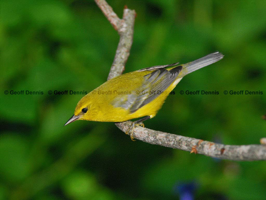 BWWA-AH_Blue-winged-Warbler