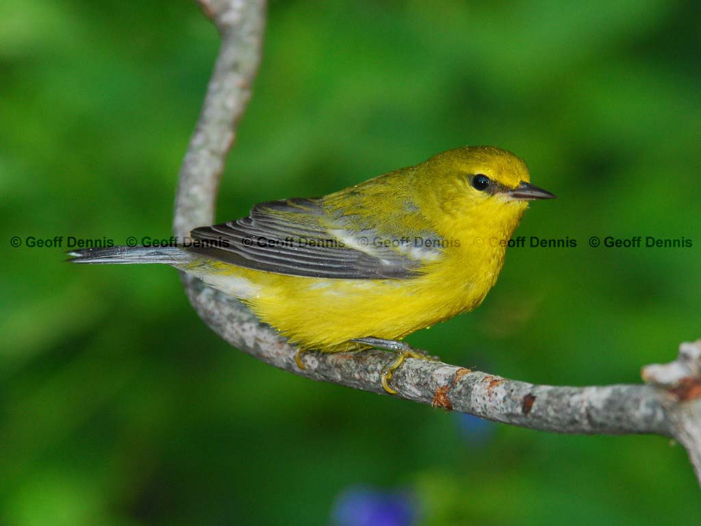 BWWA-AI_Blue-winged-Warbler