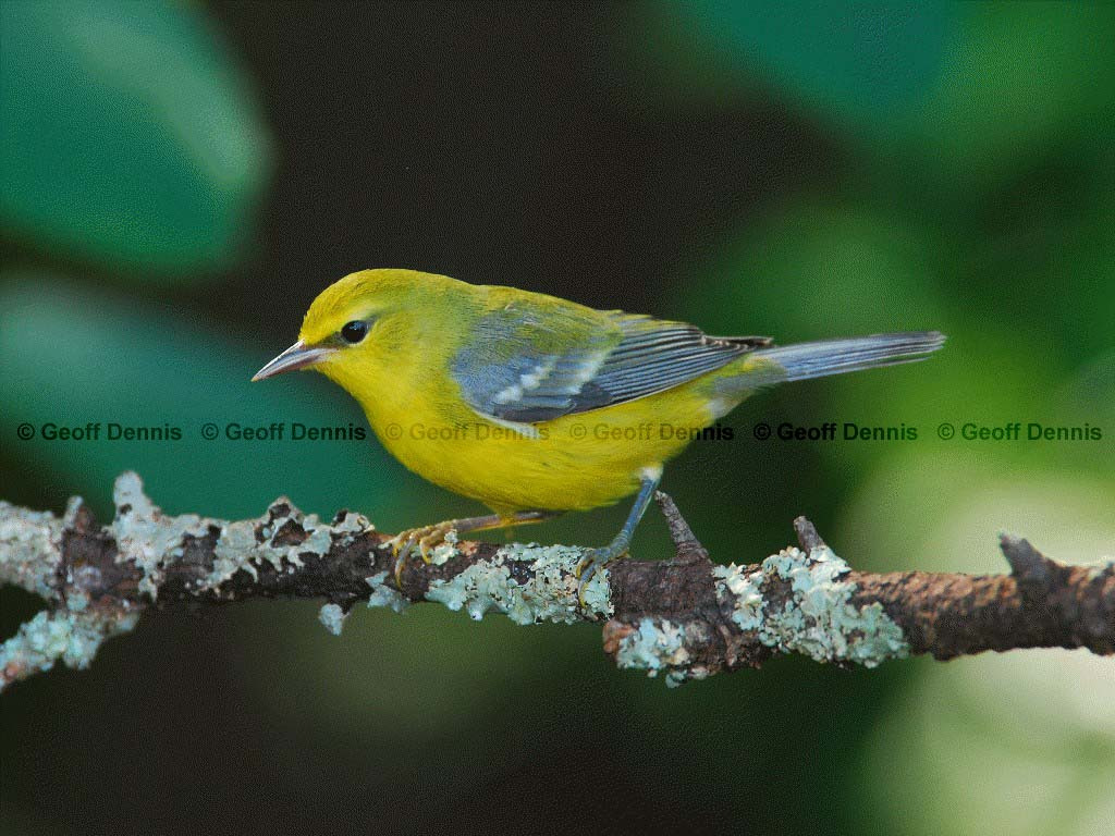 BWWA-AJ_Blue-winged-Warbler