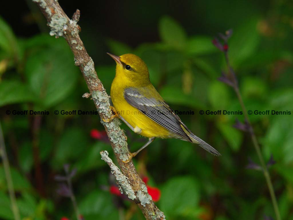 BWWA-AK_Blue-winged-Warbler