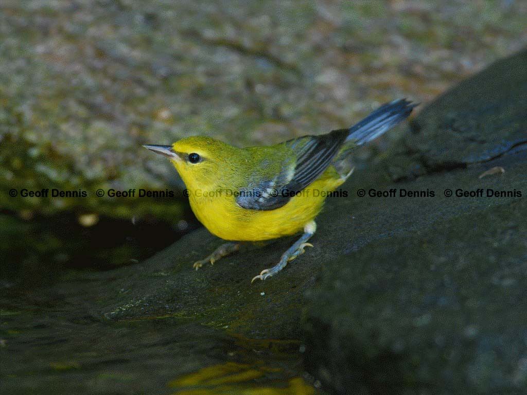 BWWA-AL_Blue-winged-Warbler