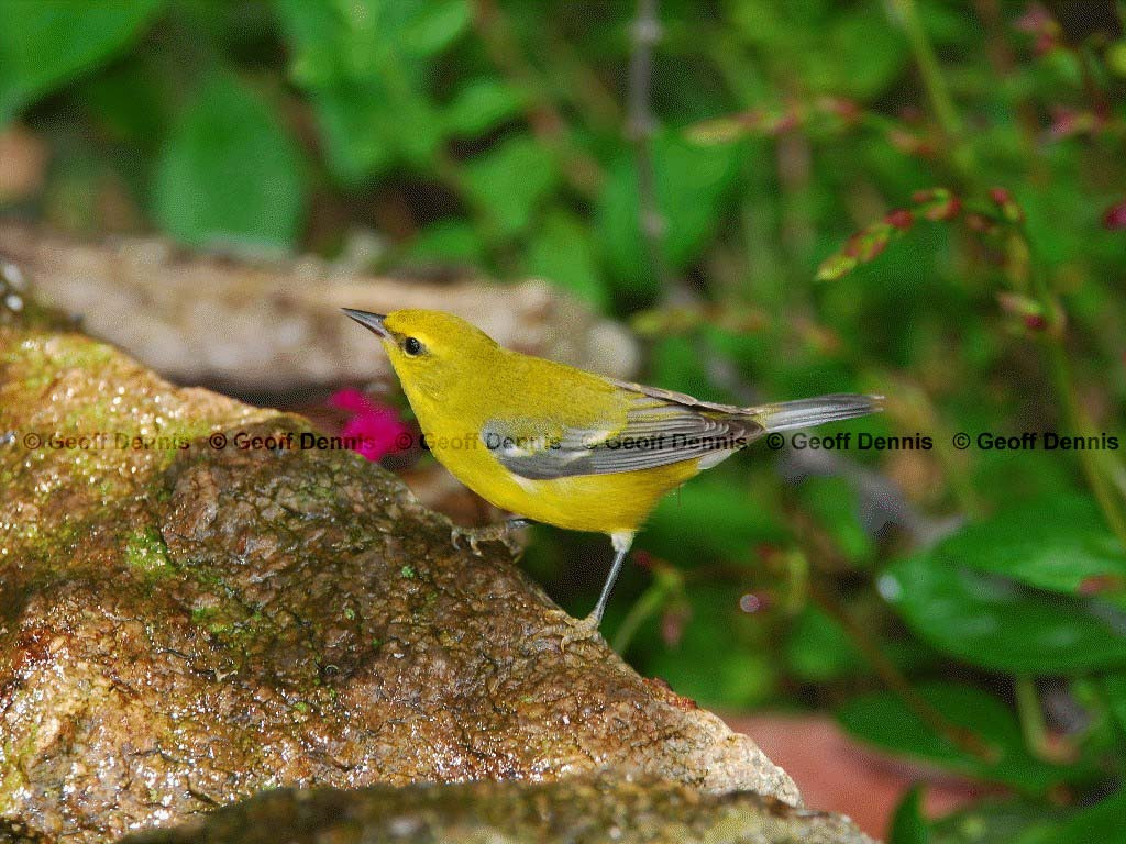 BWWA-AM_Blue-winged-Warbler