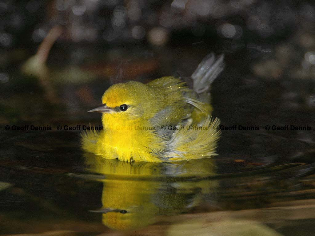 BWWA-AN_Blue-winged-Warbler
