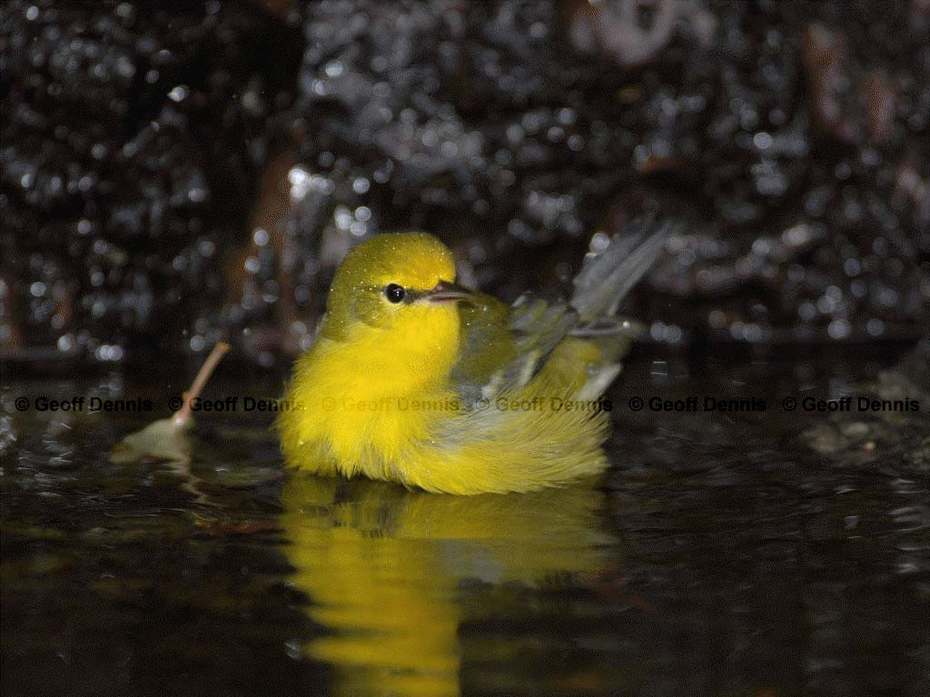 BWWA-AO_Blue-winged-Warbler