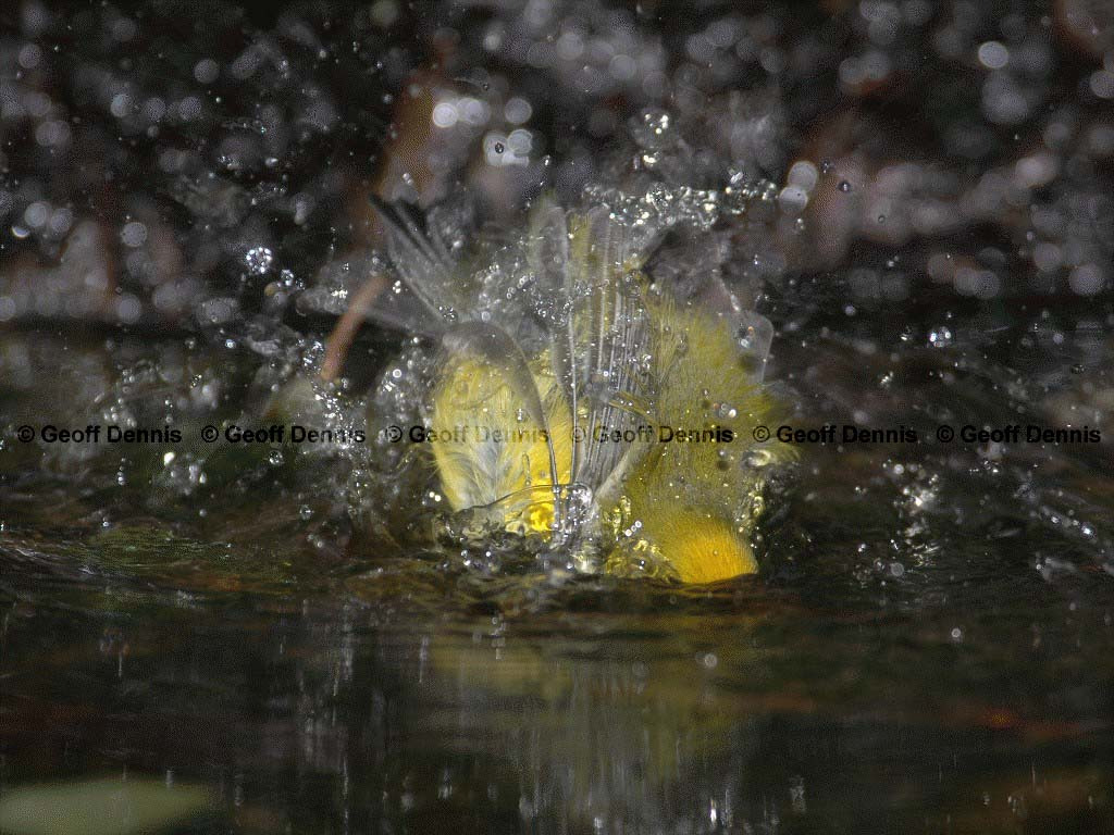 BWWA-AP_Blue-winged-Warbler
