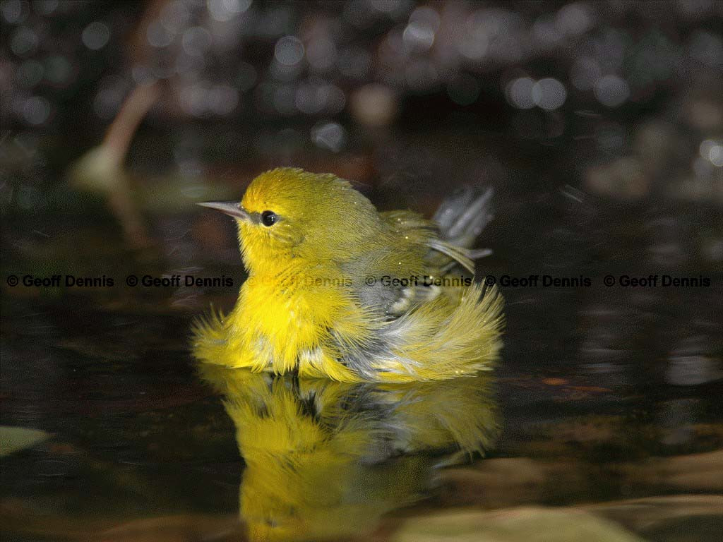 BWWA-AQ_Blue-winged-Warbler