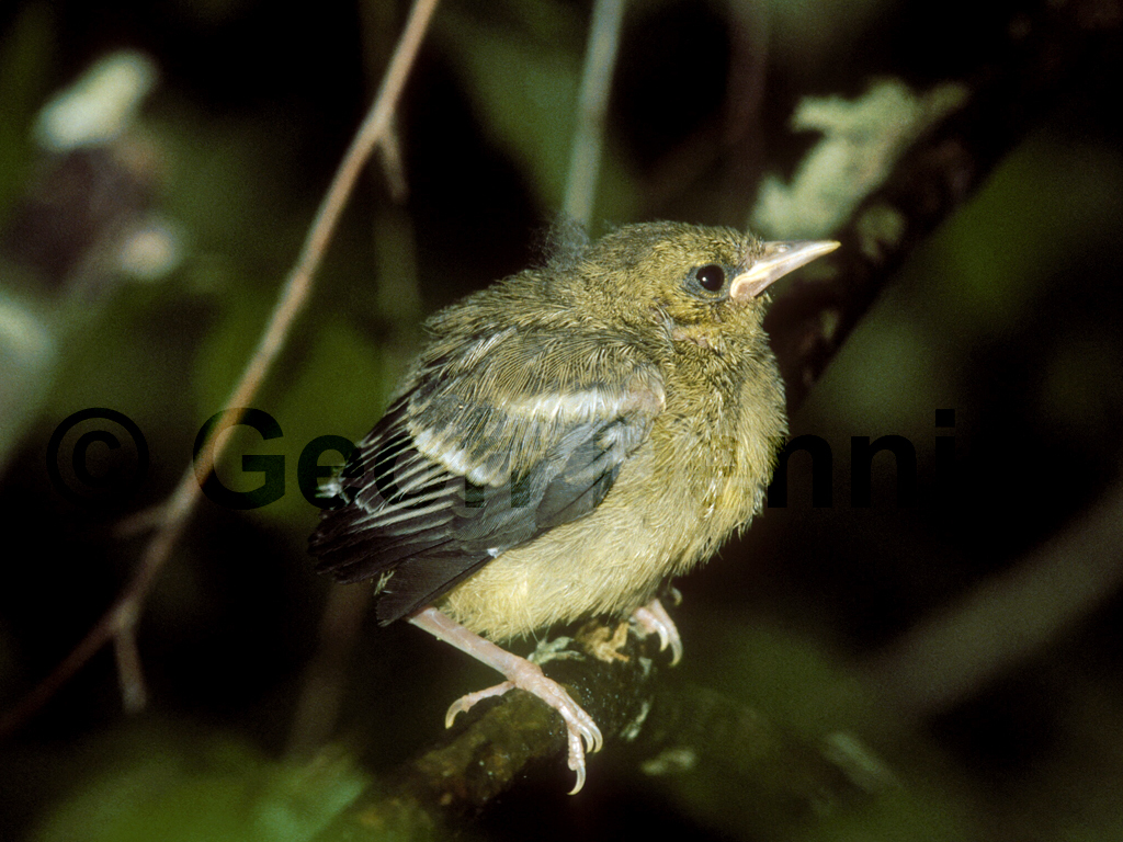 BWWA-AR_Blue-winged-Warbler
