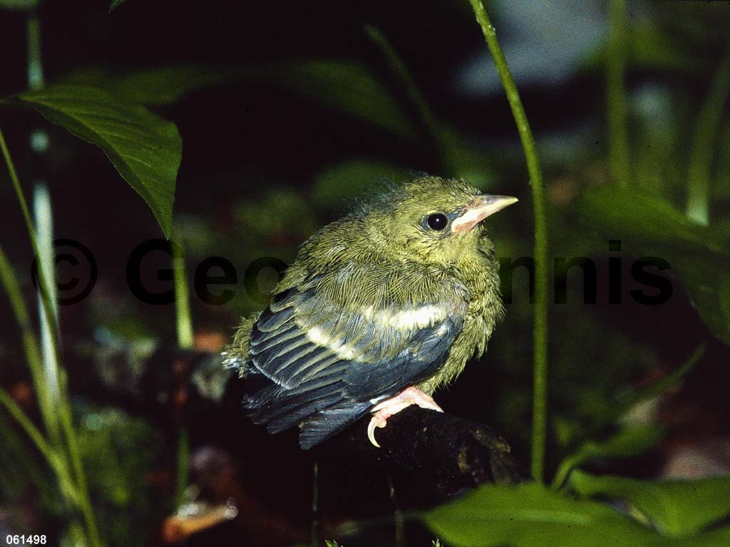 BWWA-ARa_Blue-winged-Warbler