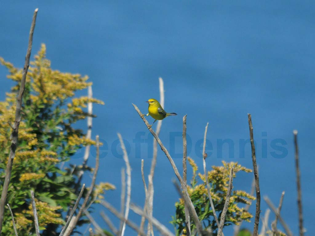 BWWA-AS_Blue-winged-Warbler