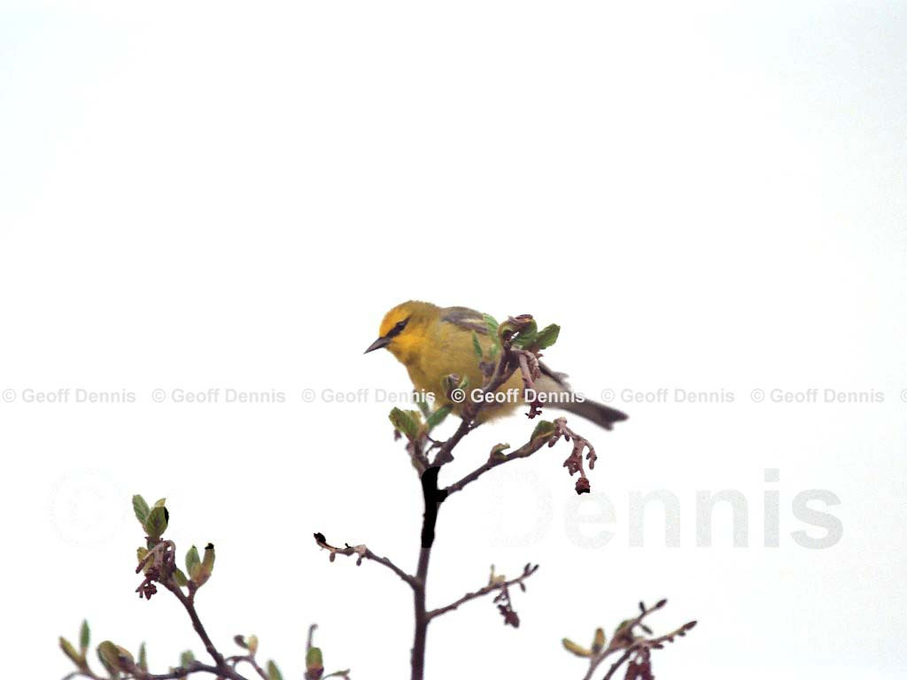 BWWA-AT_Blue-winged-Warbler