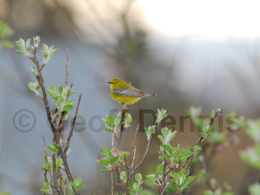 BWWA-AU_Blue-winged-Warbler