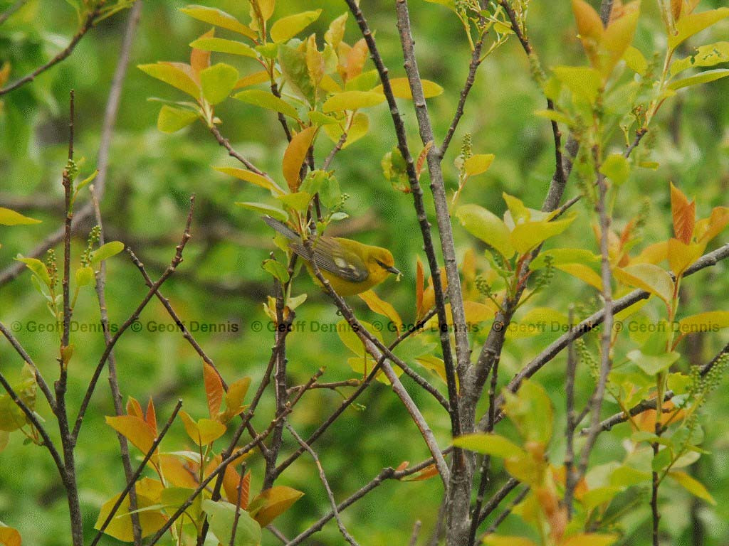 BWWA-AV_Blue-winged-Warbler
