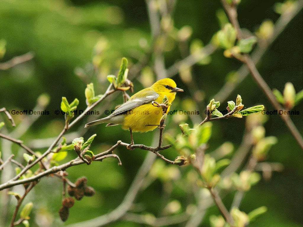 BWWA-AW_Blue-winged-Warbler