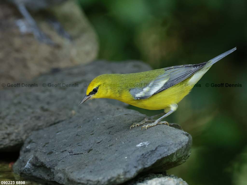 BWWA-AX_Blue-winged-Warbler