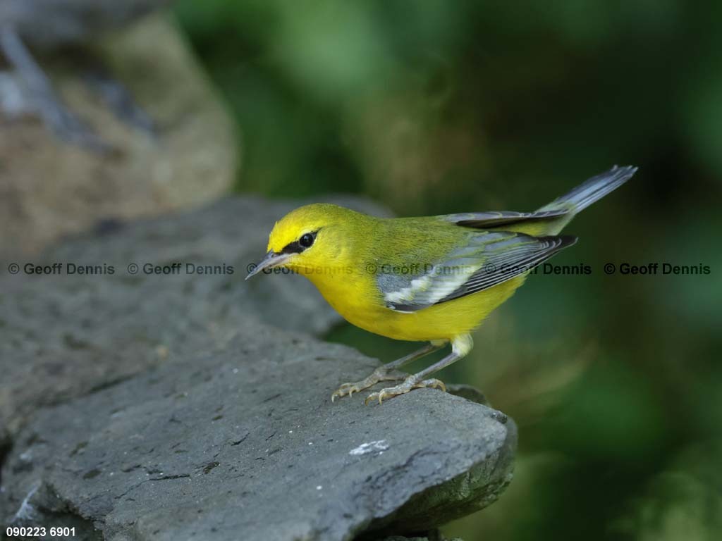 BWWA-AY_Blue-winged-Warbler