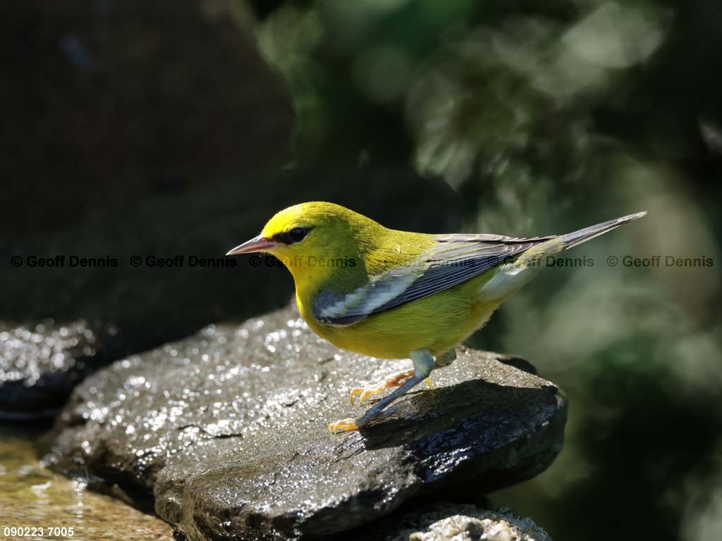 BWWA-AZ_Blue-winged-Warbler