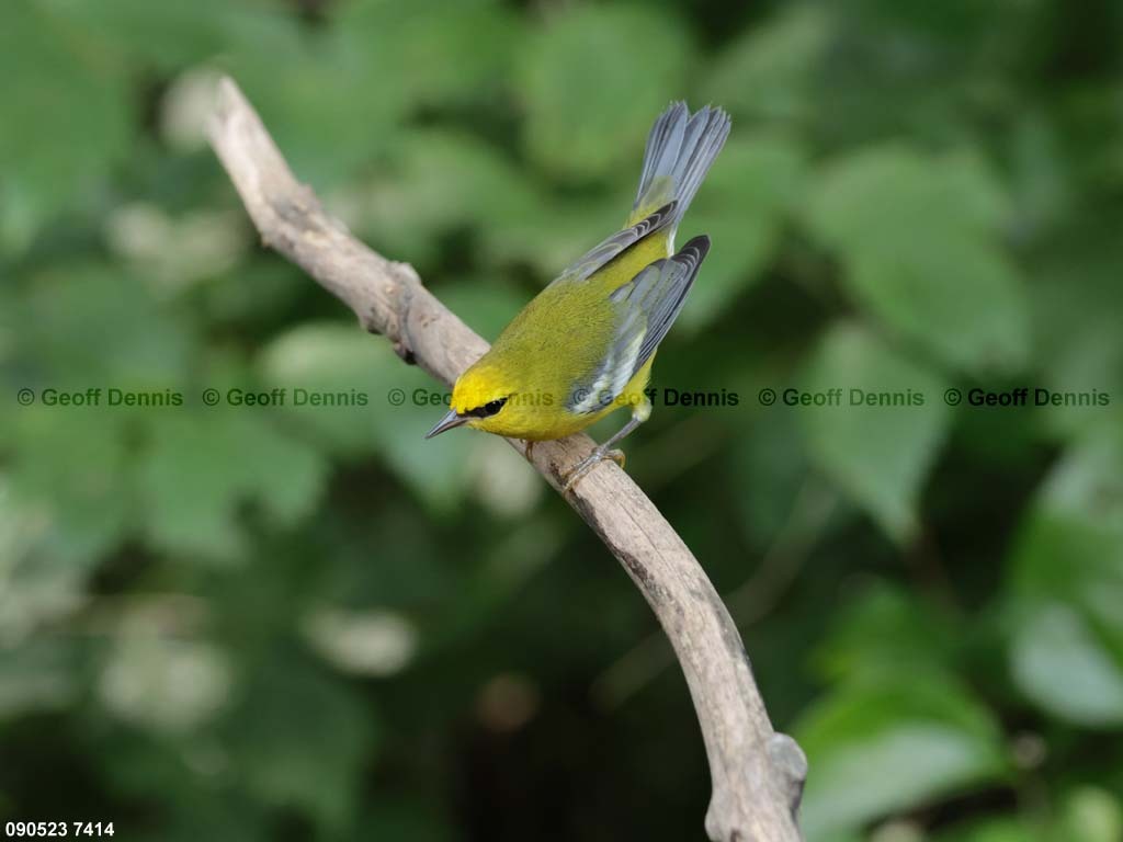 BWWA-BA_Blue-winged-Warbler