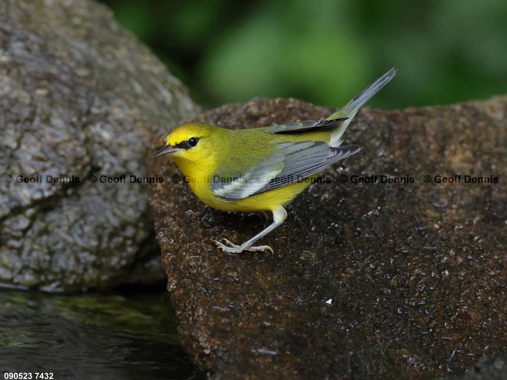 BWWA-BB_Blue-winged-Warbler