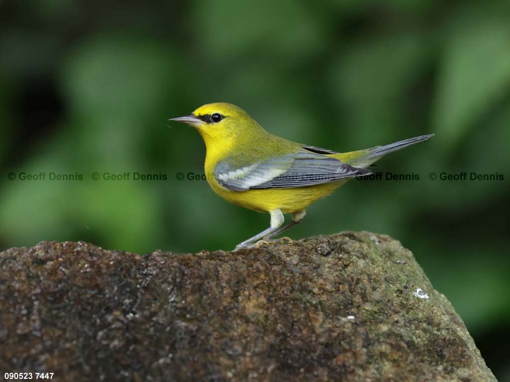 BWWA-BC_Blue-winged-Warbler