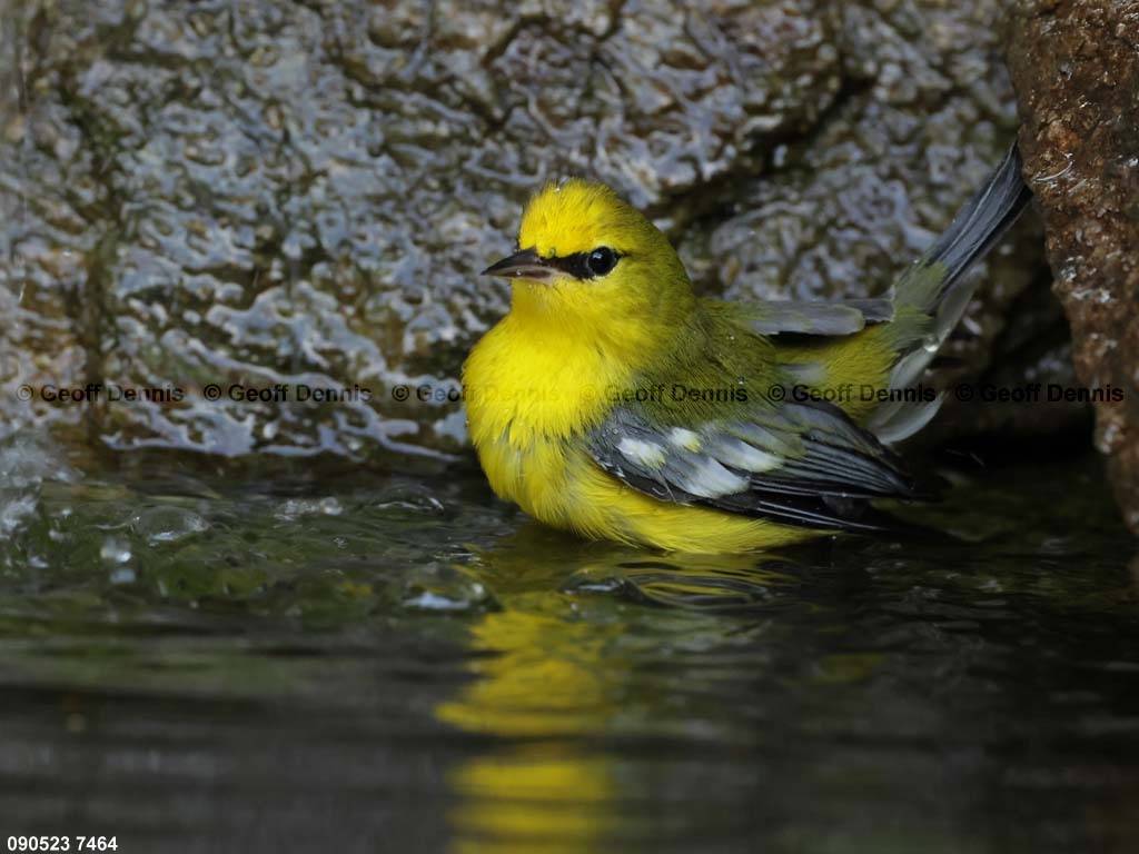 BWWA-BD_Blue-winged-Warbler