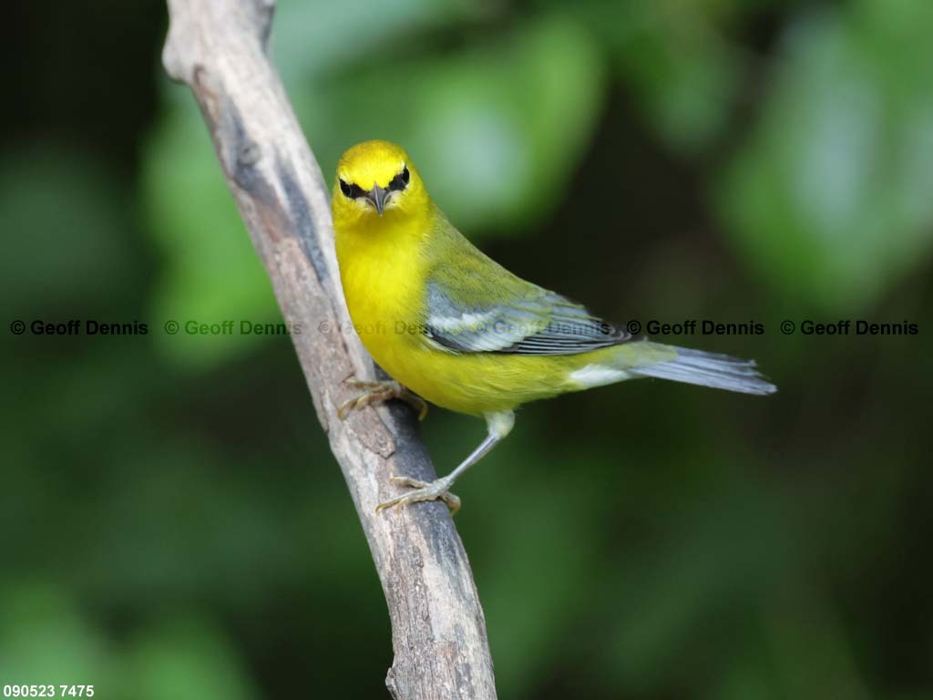 BWWA-BE_Blue-winged-Warbler