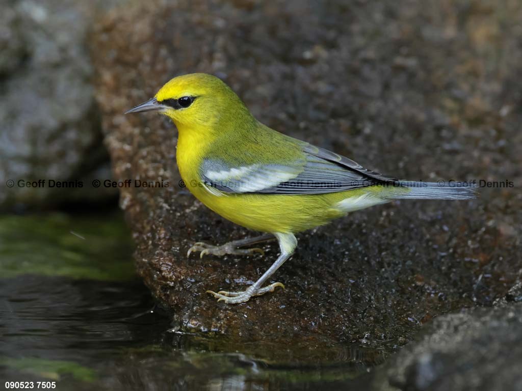 BWWA-BF_Blue-winged-Warbler