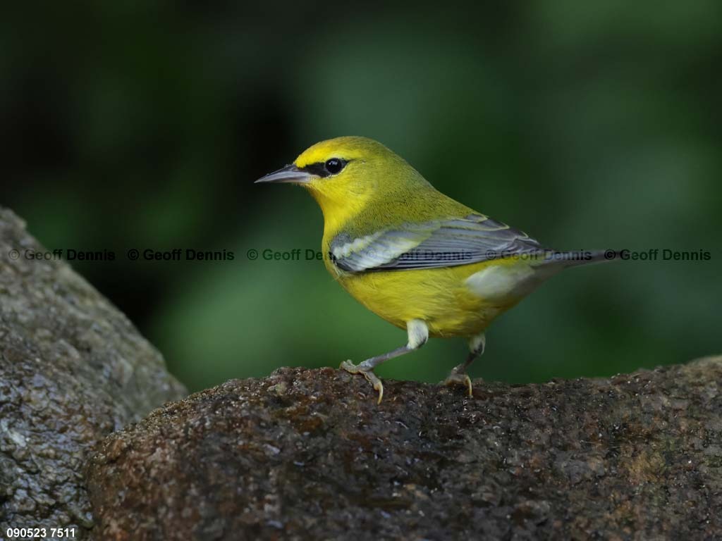 BWWA-BG_Blue-winged-Warbler