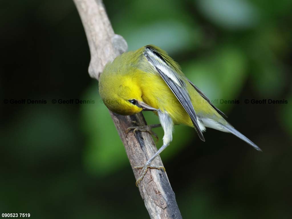 BWWA-BH_Blue-winged-Warbler