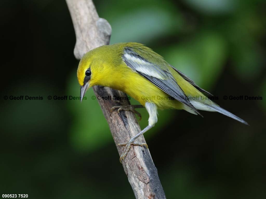 BWWA-BI_Blue-winged-Warbler