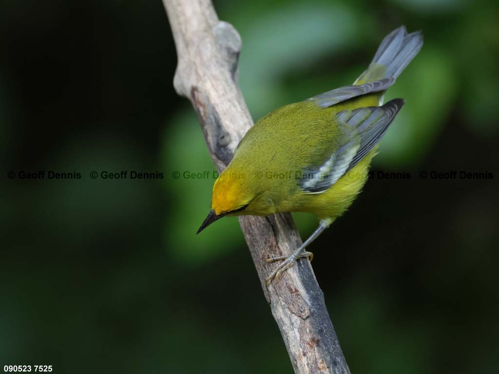 BWWA-BJ_Blue-winged-Warbler