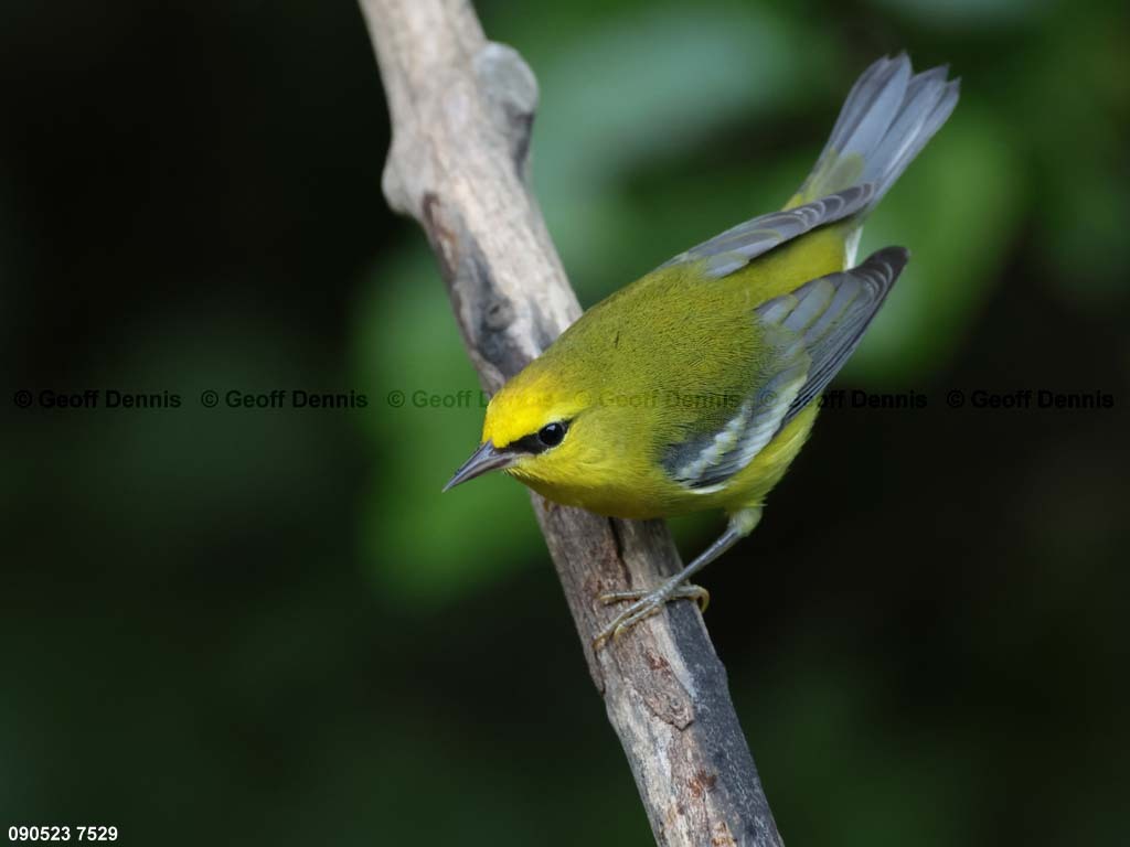 BWWA-BK_Blue-winged-Warbler