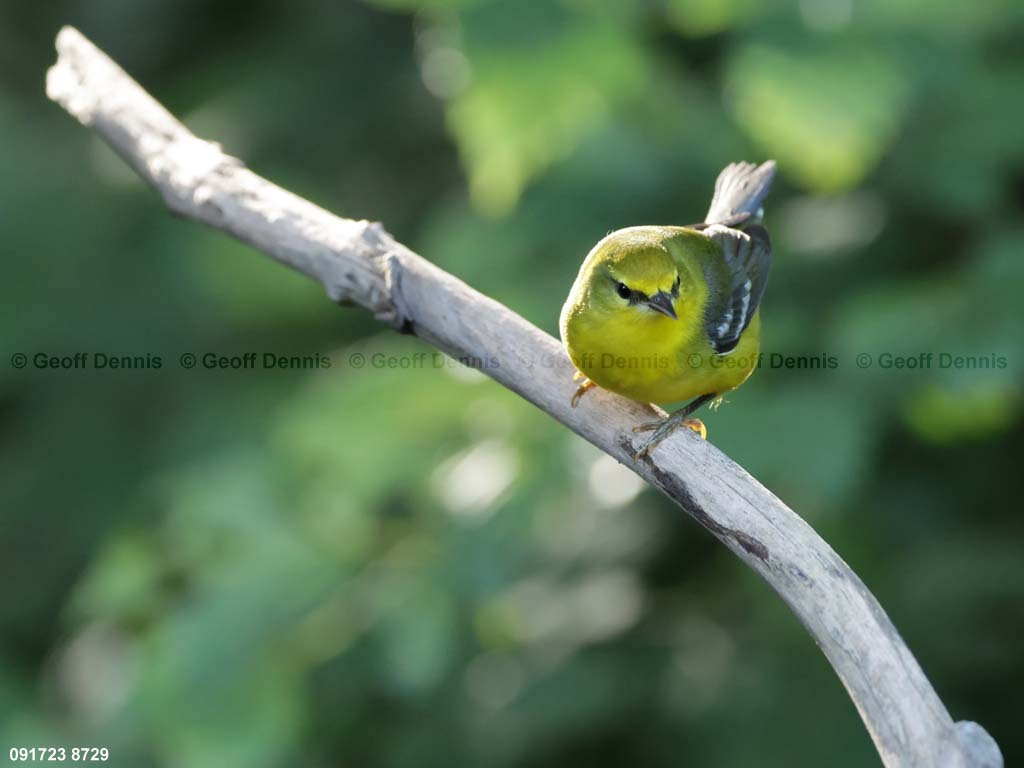 BWWA-BL_Blue-winged-Warbler