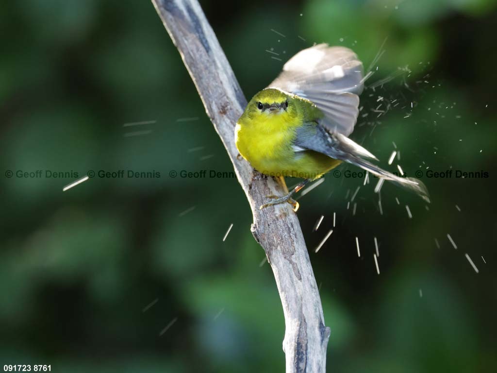 BWWA-BM_Blue-winged-Warbler