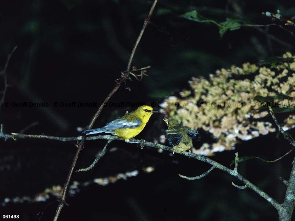 BWWA-BN_Blue-winged-Warbler
