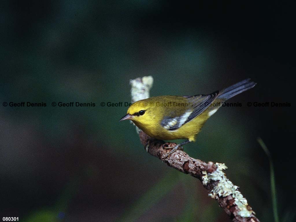 BWWA-BO_Blue-winged-Warbler