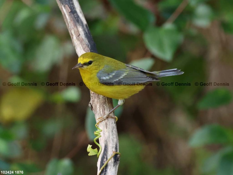 BWWA-BP_Blue-winged-Warbler