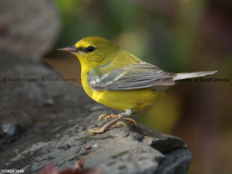 BWWA-BQ_Blue-winged-Warbler