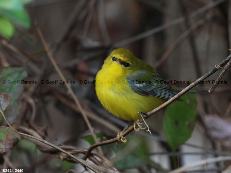 BWWA-BR_Blue-winged-Warbler