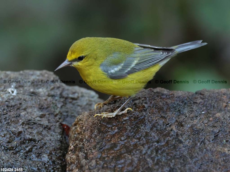 BWWA-BS_Blue-winged-Warbler