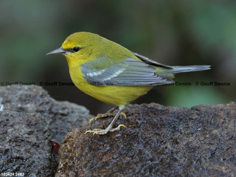 BWWA-BT_Blue-winged-Warbler