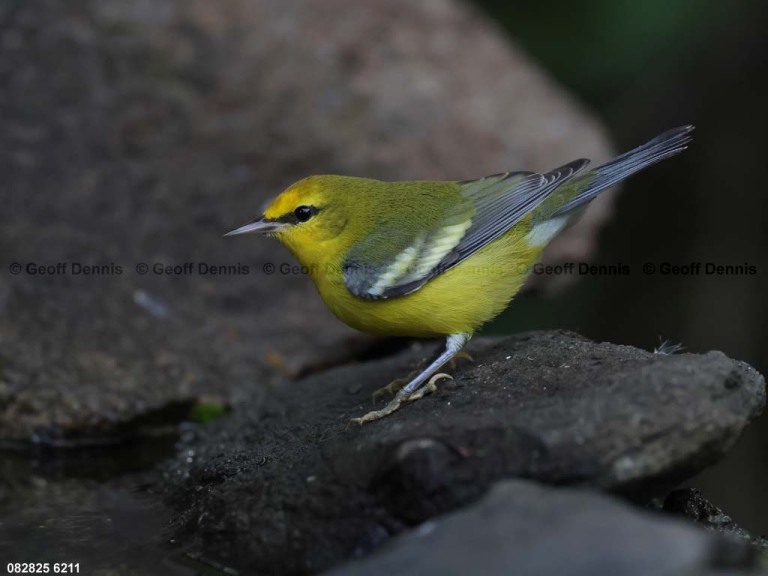 BWWA-BU_Blue-winged-Warbler